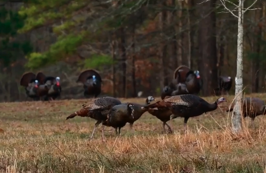 Group of Turkey in Wooded Field