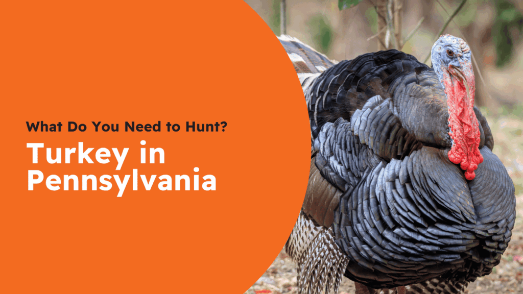 Pennsylvania Turkey License