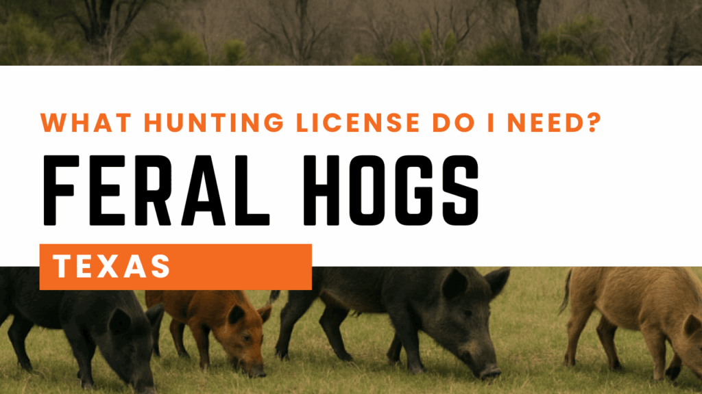 Texas Hog Hunting License