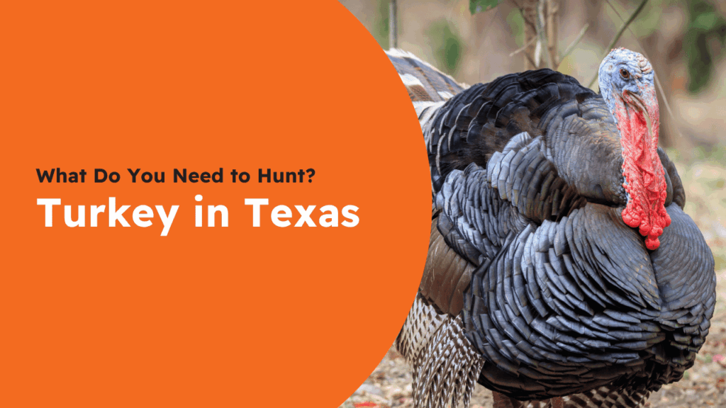 Texas Turkey License
