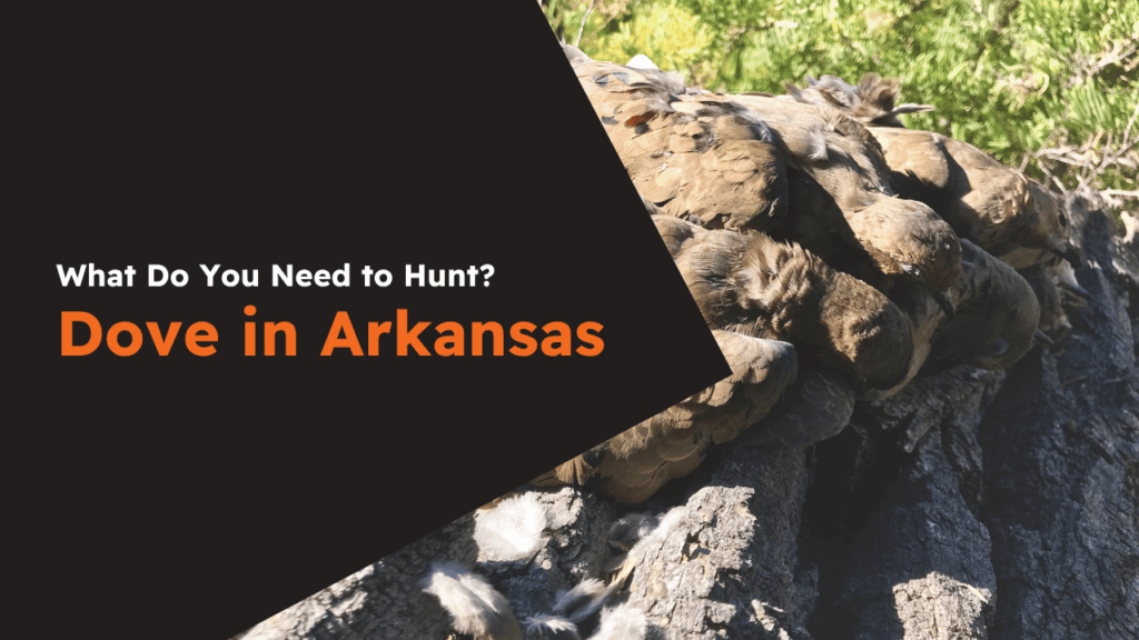 Arkansas Dove License
