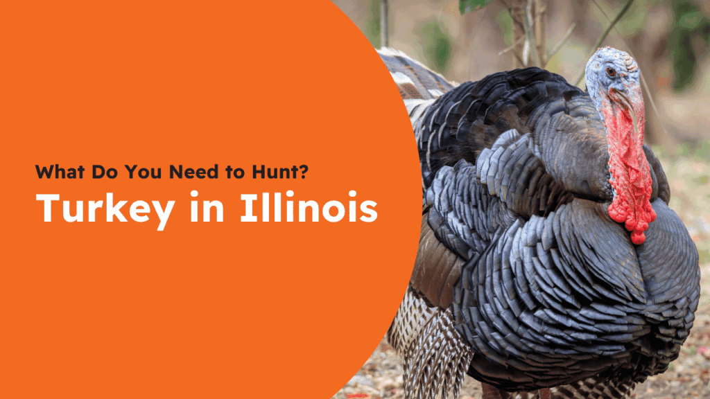 Illinois Turkey License