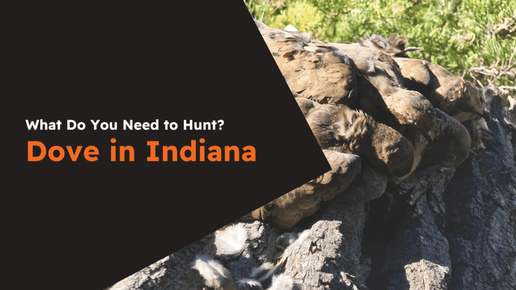 Indiana Dove License