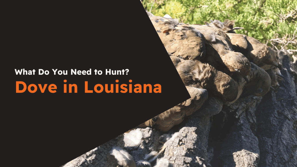 Louisiana Dove License
