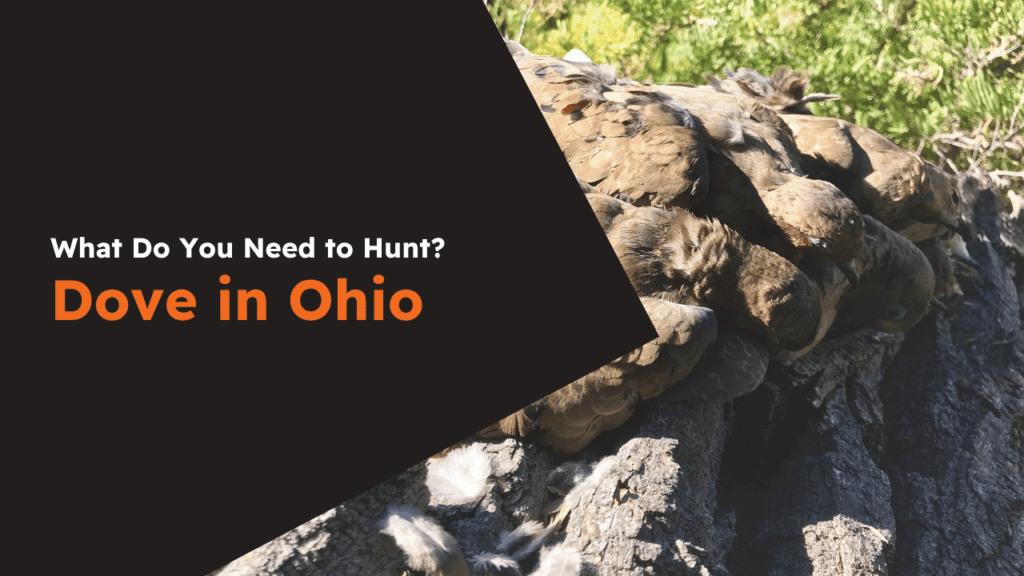 Ohio Dove License