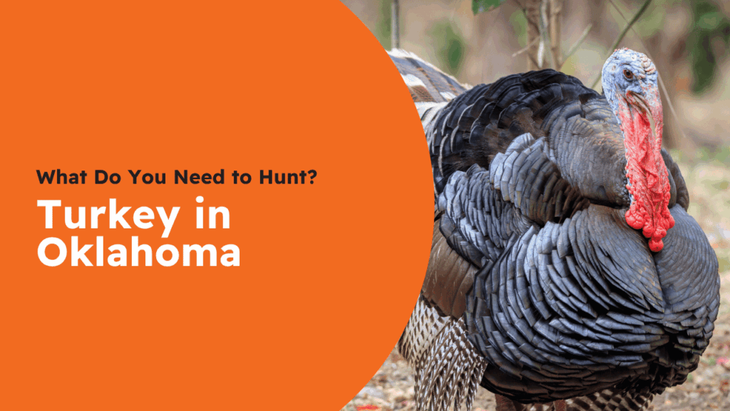 Oklahoma Turkey License