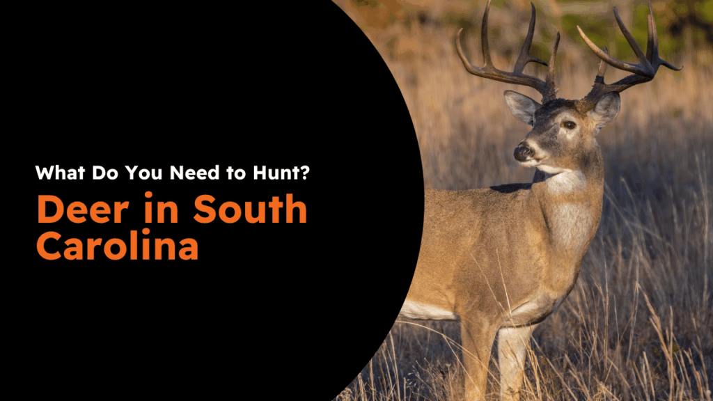 South Carolina Deer License