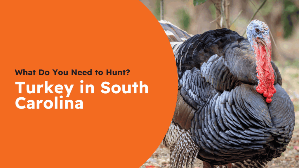 South Carolina Turkey License