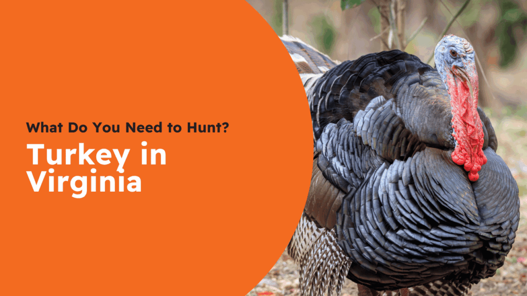 Virginia Turkey License